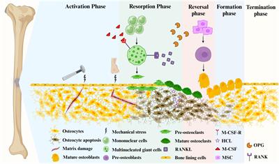 Osteoporosis: interferon-gamma-mediated bone remodeling in osteoimmunology